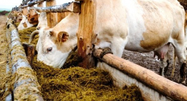 Jak a čím krmit krávu doma?